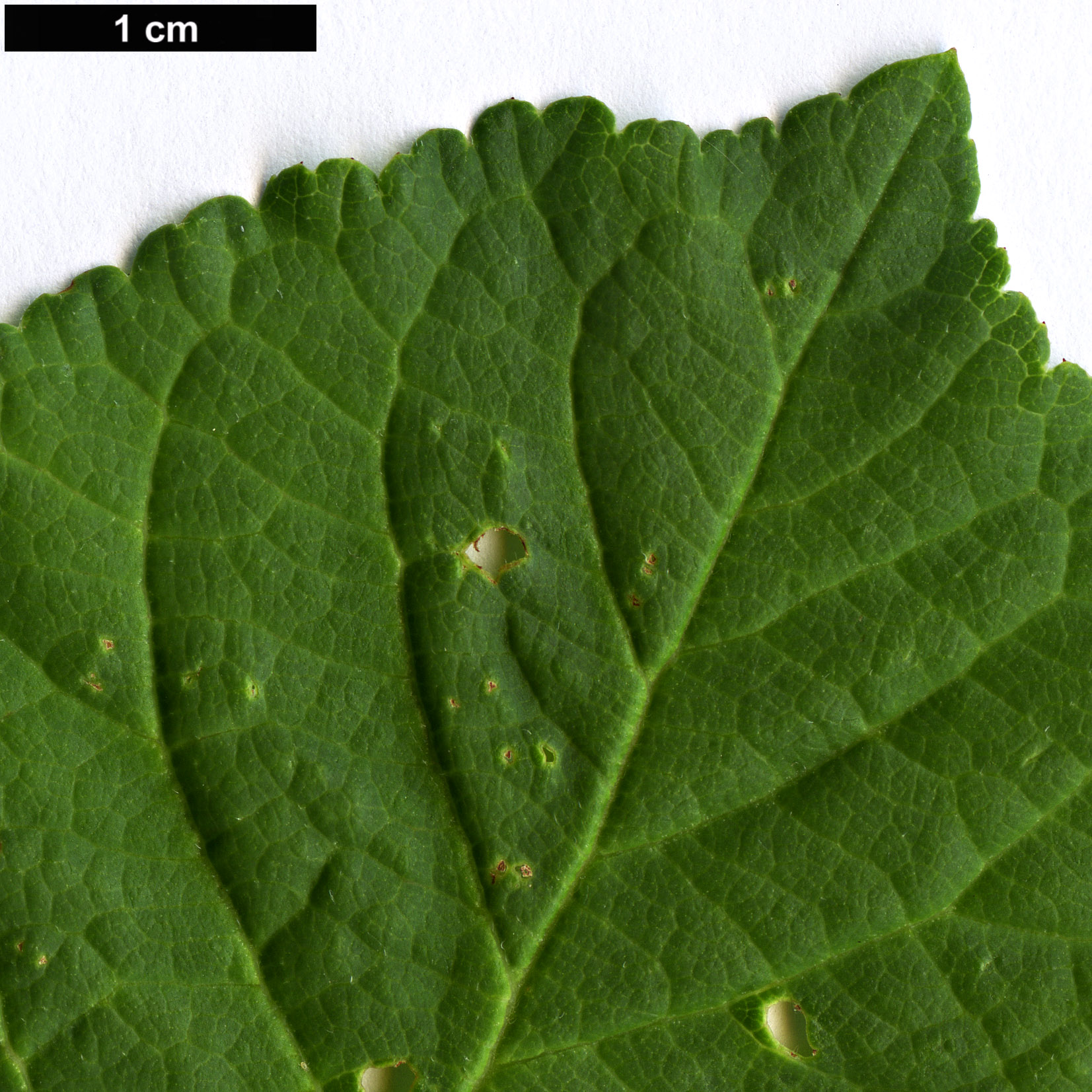 High resolution image: Family: Rosaceae - Genus: Prunus - Taxon: domestica - SpeciesSub: subsp. domestica 'Egger Zwetschge'